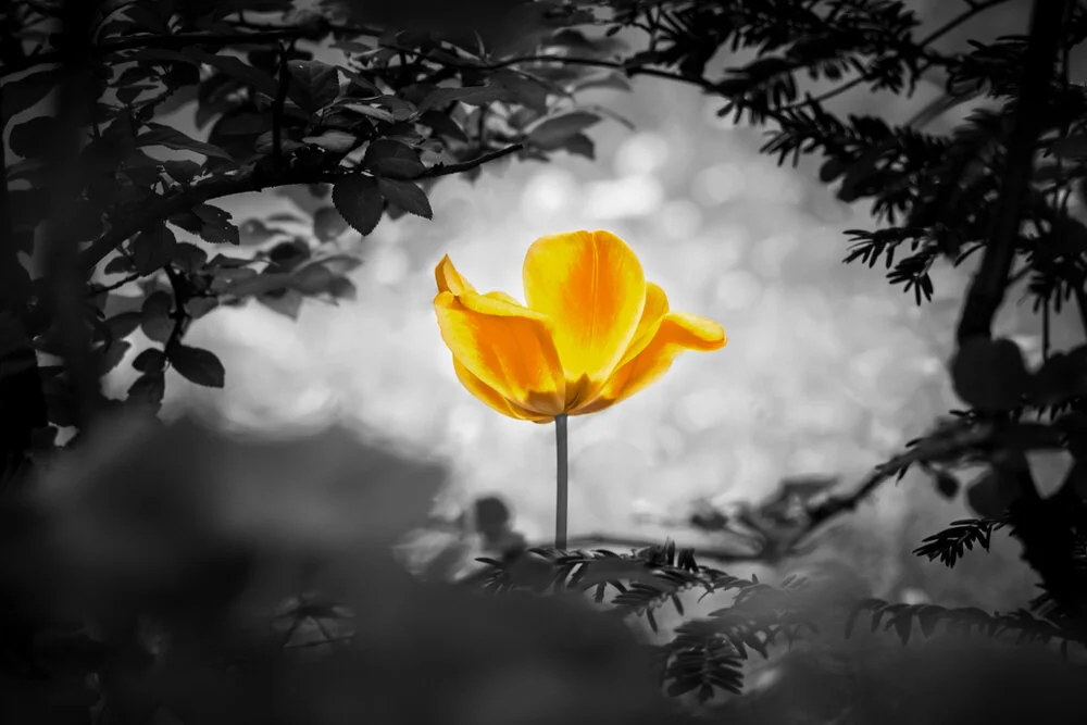 【Mindfulness of Death 念死无常】What we must really avoid is “the thought that we will not be mindful of death”  真正要忌的是“念不死之心”        