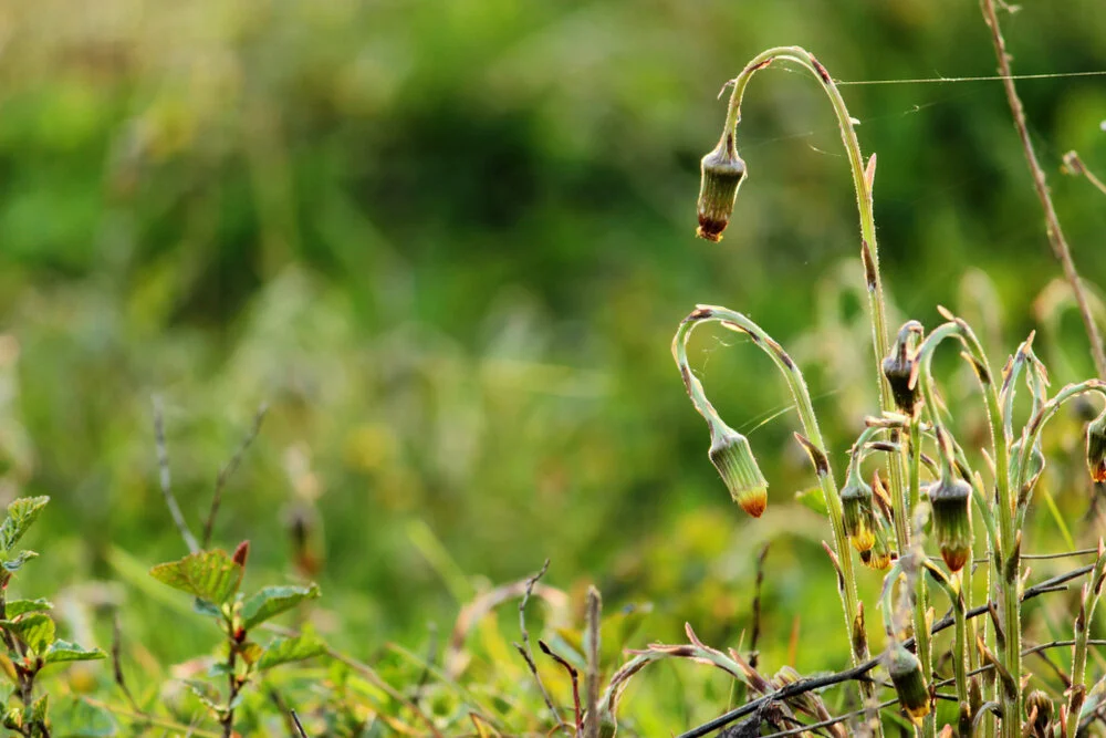 【Mindfulness of Death 念死无常】I will die today, will probably die today 今日必死，多半会死           