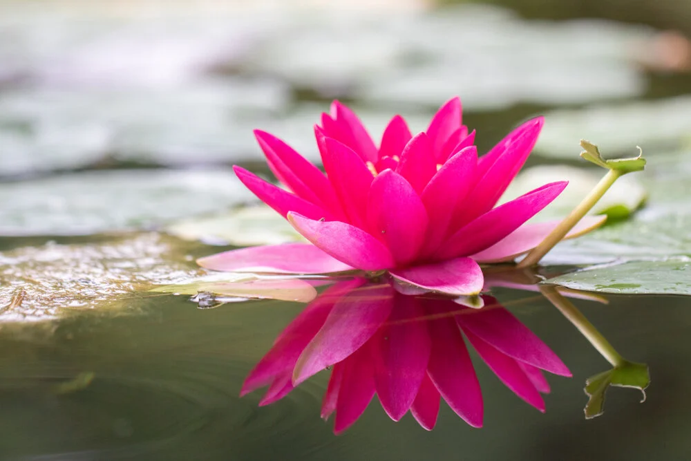 【Mindfulness of Death 念死无常】you need to take advantage of the time when you are well and healthy, to practice 趁安乐的时候努力修行