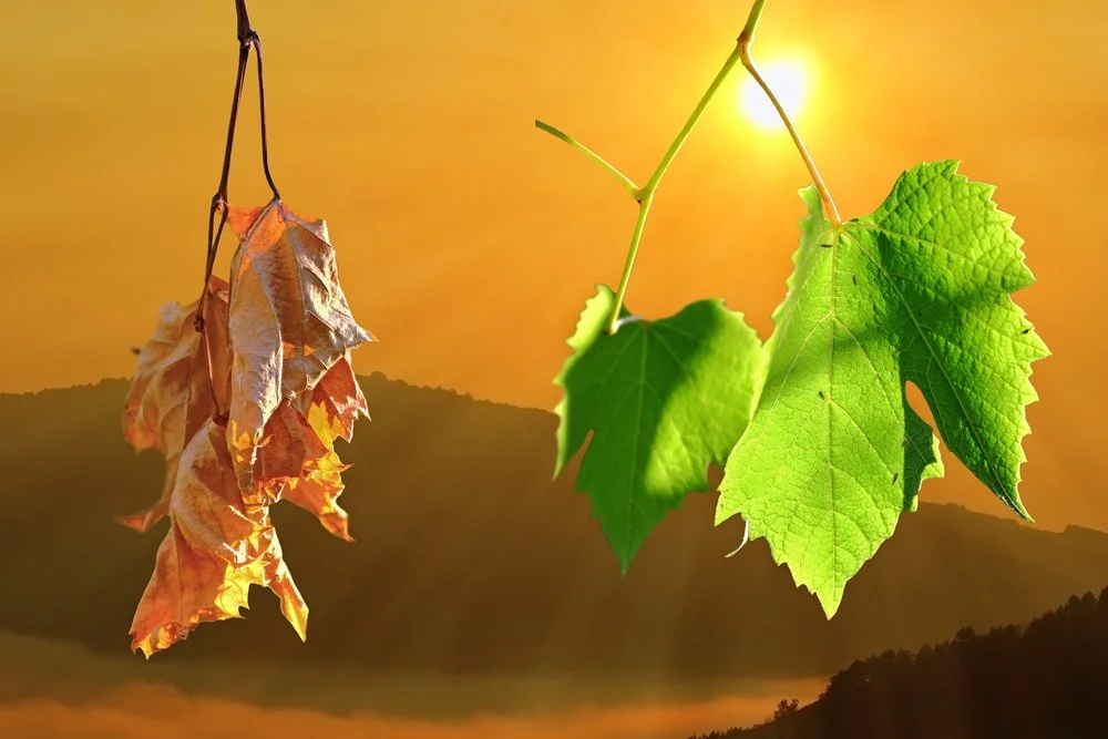 【Reflecting on your Future Life 三恶趣苦】After death, you will be reborn