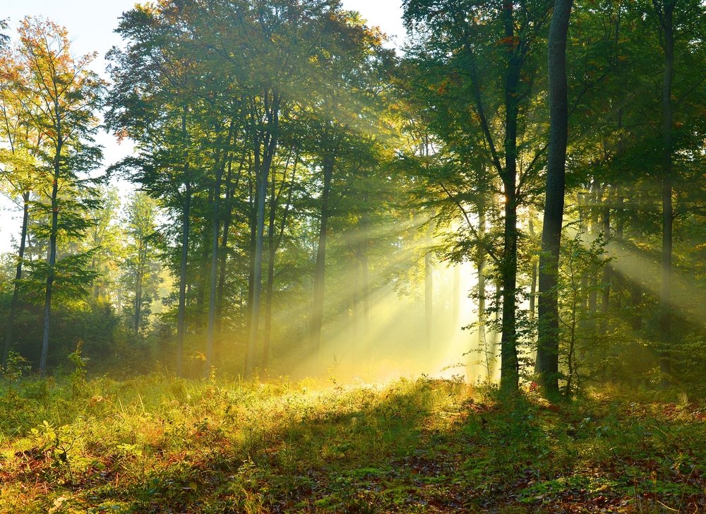 【 Reflecting on your Future Life 三恶趣苦】Are we the initiator or the passive one?  我们是主动还是被动？