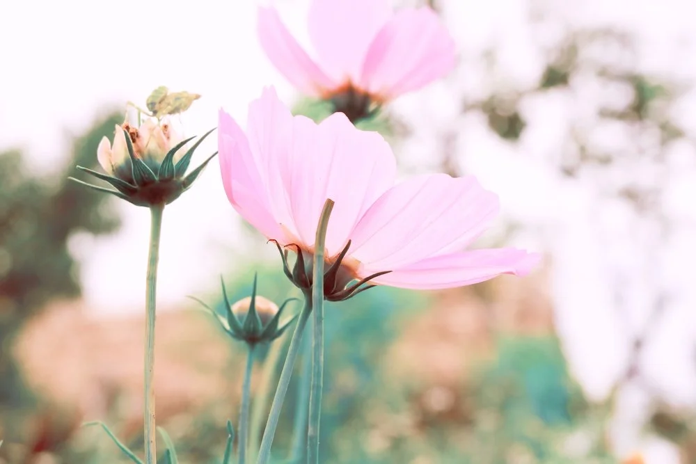 【 Reflecting on your Future Life 三恶趣苦】There are five good qualities to suffering   苦有五德        