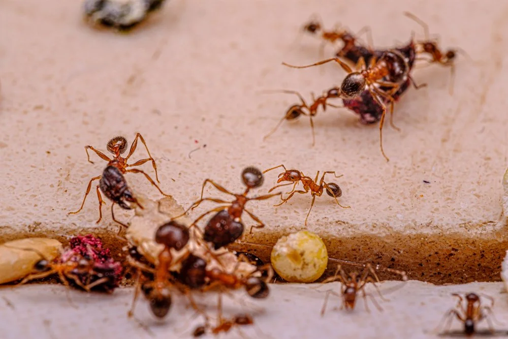 【 Reflecting on your Future Life 三恶趣苦】Experiment on ants – Part 1  蚂蚁试验I    
