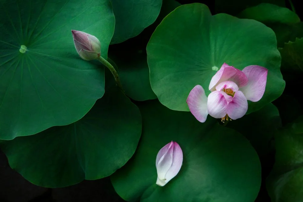 【 Reflecting on your Future Life 三恶趣苦】 I will stare, aghast, and search all around for a refuge.&nbsp; 睁其恐惧眼，四方觅皈依