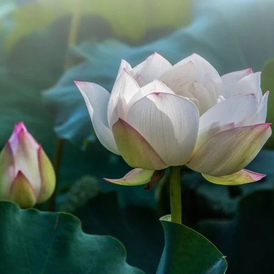 【 Going for Refuge to the Three Jewels 皈依 】The reason why Buddha has become Buddha&nbsp;&nbsp; 佛之所以成为佛