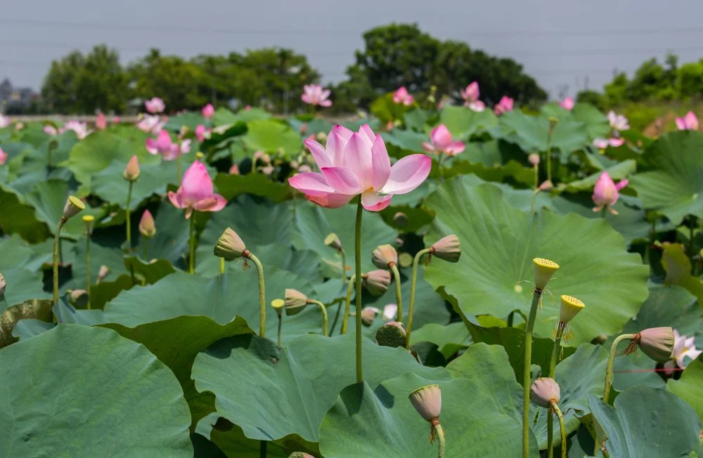 【 Going for Refuge to the Three Jewels 皈依 】 Go for refuge and rely on the Buddha  皈投依靠佛陀