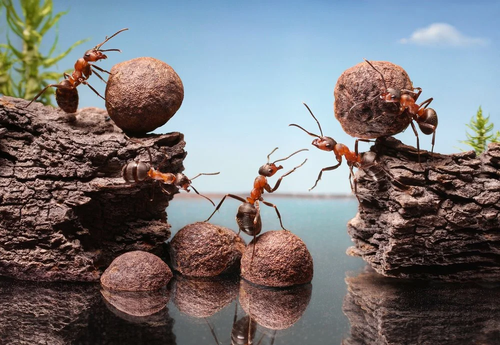 【 Going for Refuge to the Three Jewels 皈依 】Turning difficulties into a force to help you cultivate 转困难为动力  