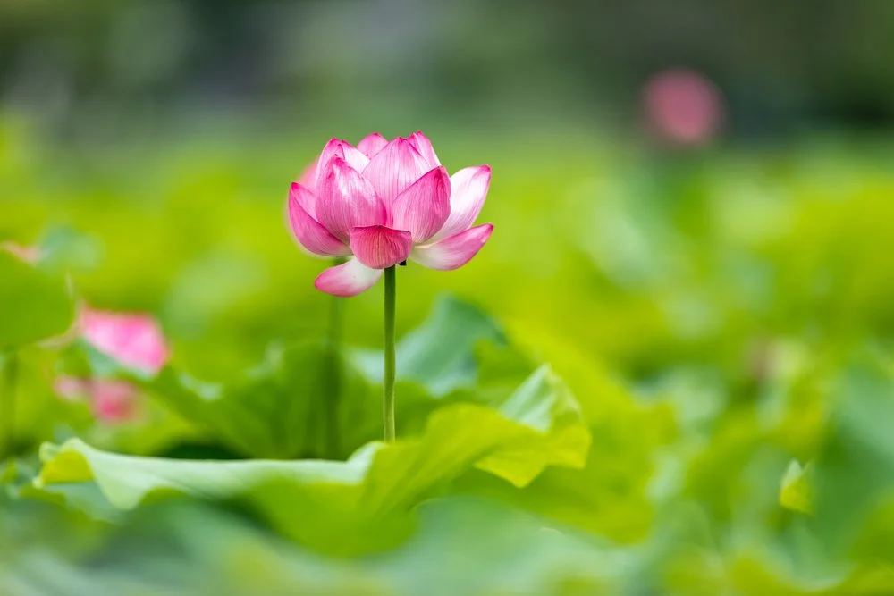 【 Going for Refuge to the Three Jewels 皈依 】 The offerings to a perceived and nonperceived object  现前与不现前的供养