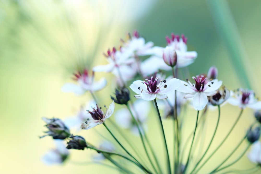 【 Going for Refuge to the Three Jewels 皈依 】Six Attitudes of Offering (Part 2) 供养三宝的意乐2