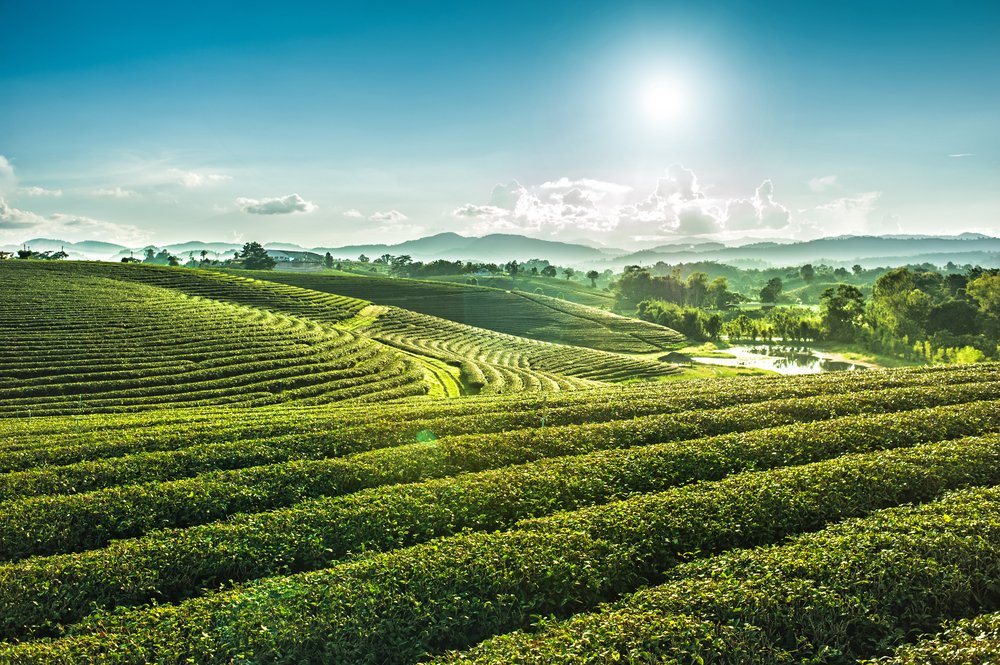 【 Going for Refuge to the Three Jewels 皈依 】fertile field that gives rise to all temporary happiness and certain goodness in this and future lives 能生现后世一切善乐的最胜福田