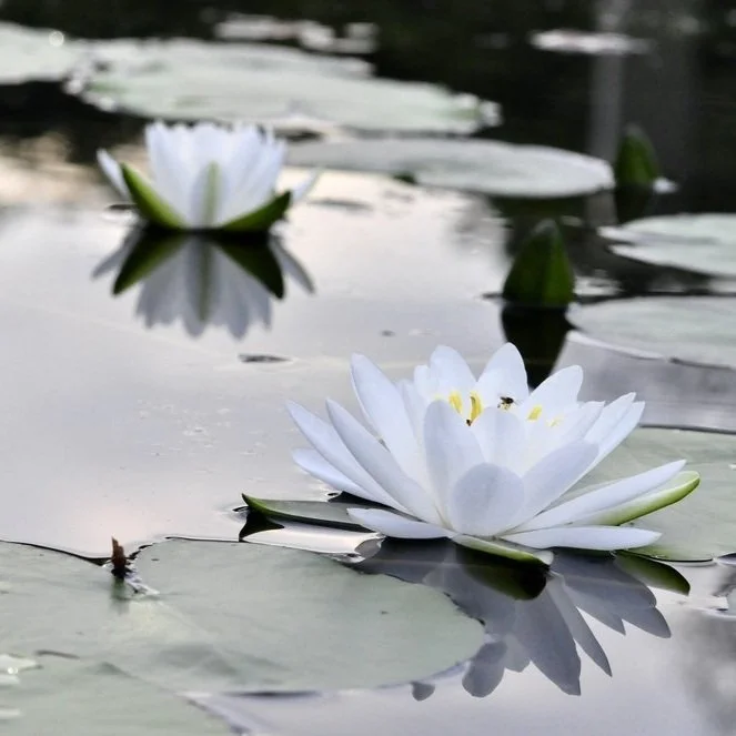 【 Going for Refuge to the Three Jewels 皈依 】From taking refuge, we attain purity  由皈依获大清净