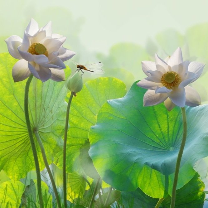 【 Going for Refuge to the Three Jewels 皈依 】Obtain the substance (essence) of the refuge 得皈依体   