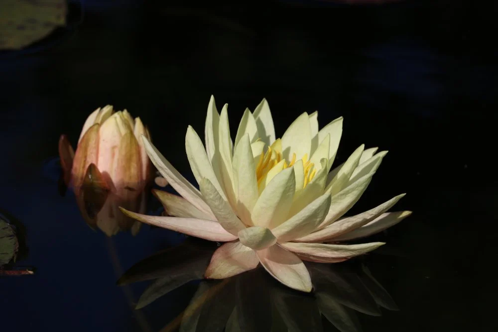 【 Going for Refuge to the Three Jewels 皈依 】The Buddhas and Bodhisattvas would want me to do this  佛菩萨要我这样做的