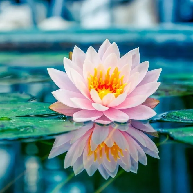 【 Going for Refuge to the Three Jewels 皈依 】Under any circumstance, do not forsake refuge 任至何事，不舍皈依