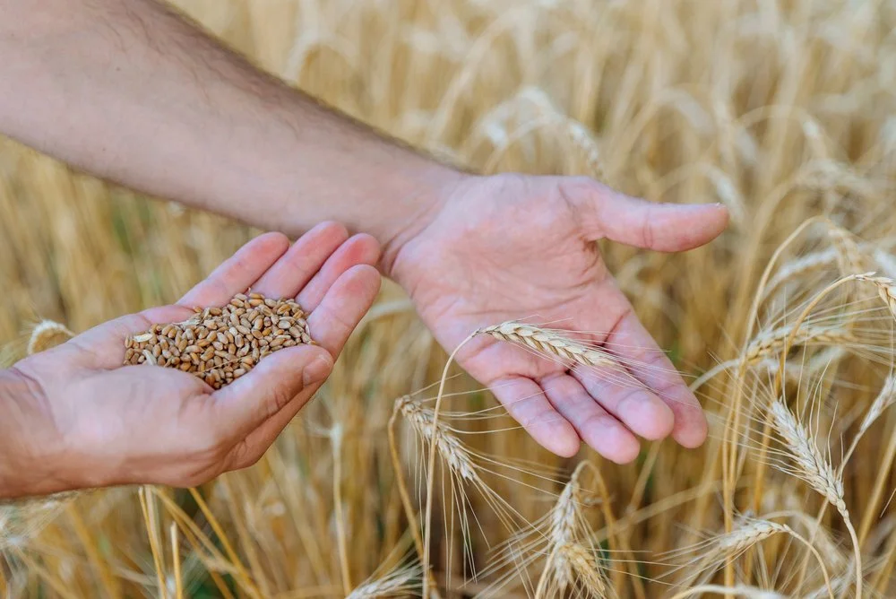 【 The General Characteristic of Karma 业果】Good practitioners ought to make an effort too  好人还需努力