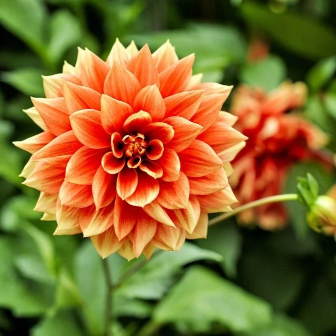 【 The General Characteristic of Karma 业果】Ten virtues are the taproots and also (required to reach) the perfections&nbsp; 十善业是圆满因及根本因