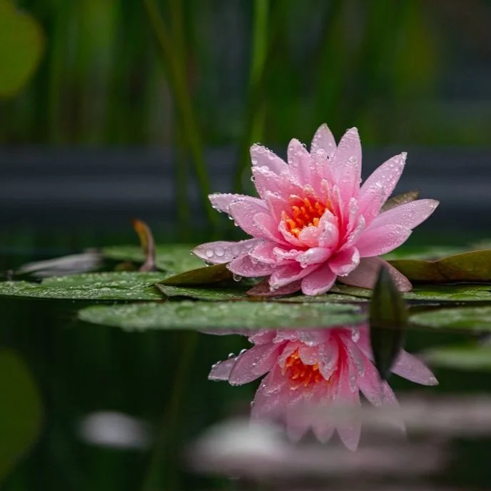 【 The Varieties of Karma 业果】do not offend Buddhas and Bodhisattvas  不要得罪佛菩萨