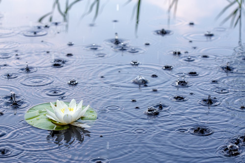 【 The Varieties of Karma 业果】senseless speech  绮语