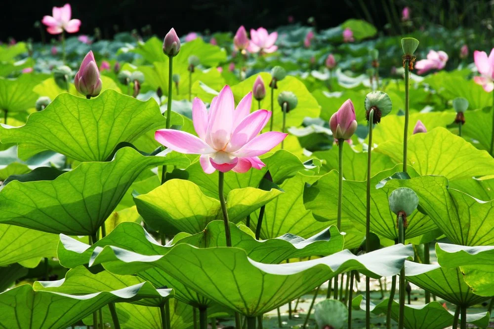 【 The Varieties of Karma 业果】In concordance with the Teachings 与法相应