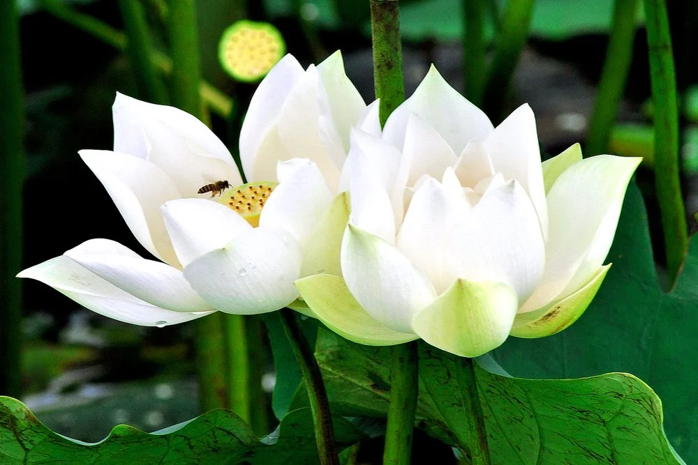 【 The Varieties of Karma 业果】the remedy for covetousness 对治贪心