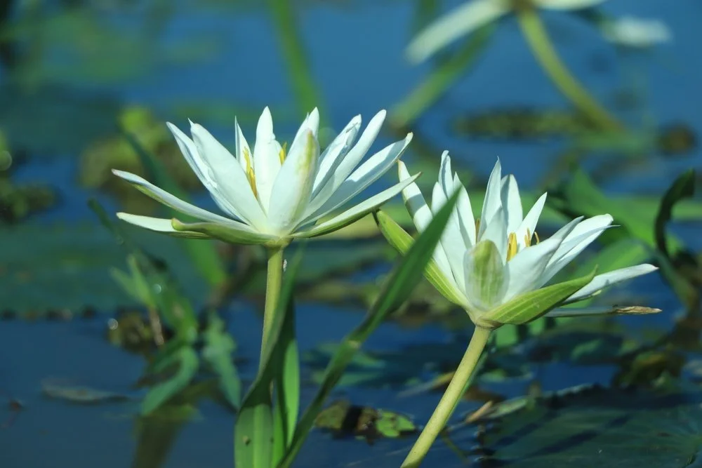 【 The Varieties of Karma 业果】Unexcelled enlightenment  (2) 不希异熟-2
