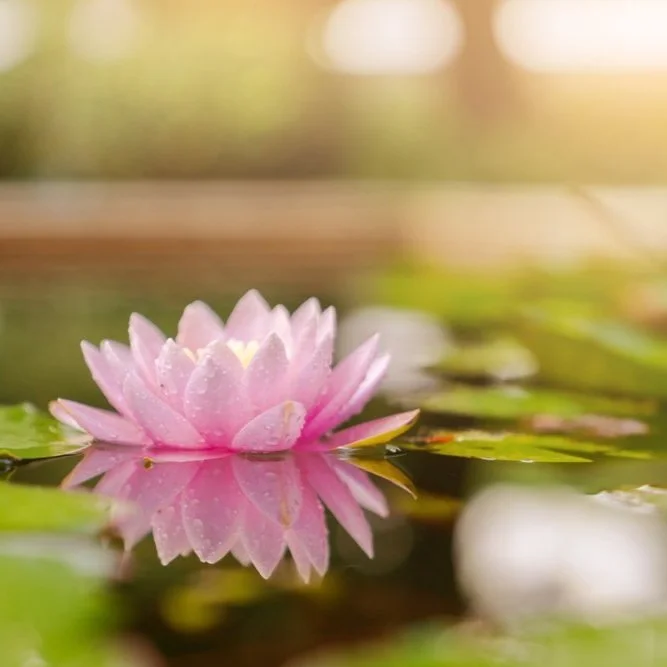 【 The Varieties of Karma 业果】Unexcelled enlightenment (1)  不希异熟-1