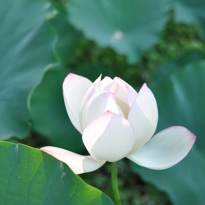 【 The Varieties of Karma 业果】Not ideal? Just nice to repay debts  不理想？正好还债