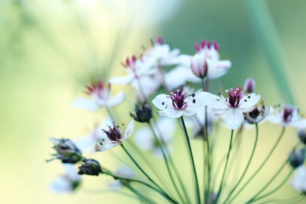 初一 八十八佛忏 + 佛前大供 