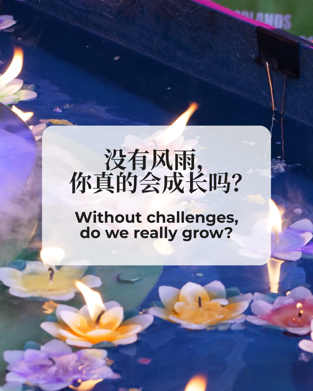 小鸟。雄鹰 From Little Bird to Eagle
