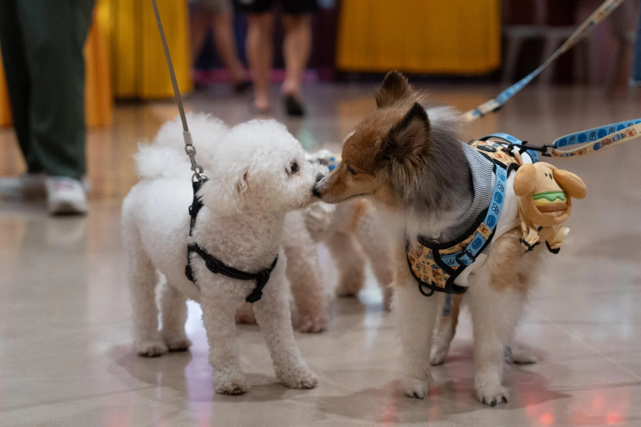 Pet Blessing Puja - 4.jpg