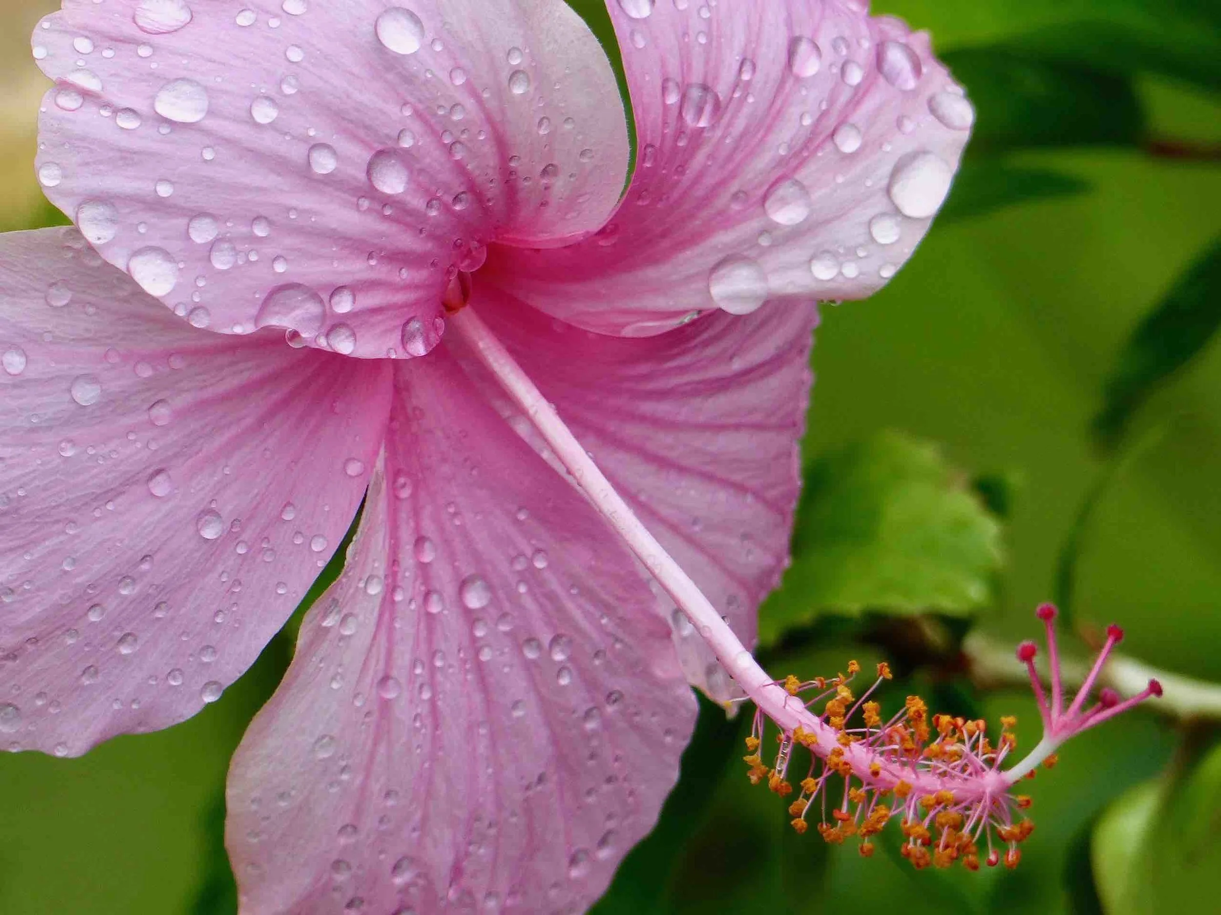 Hibiskus rosa.jpg