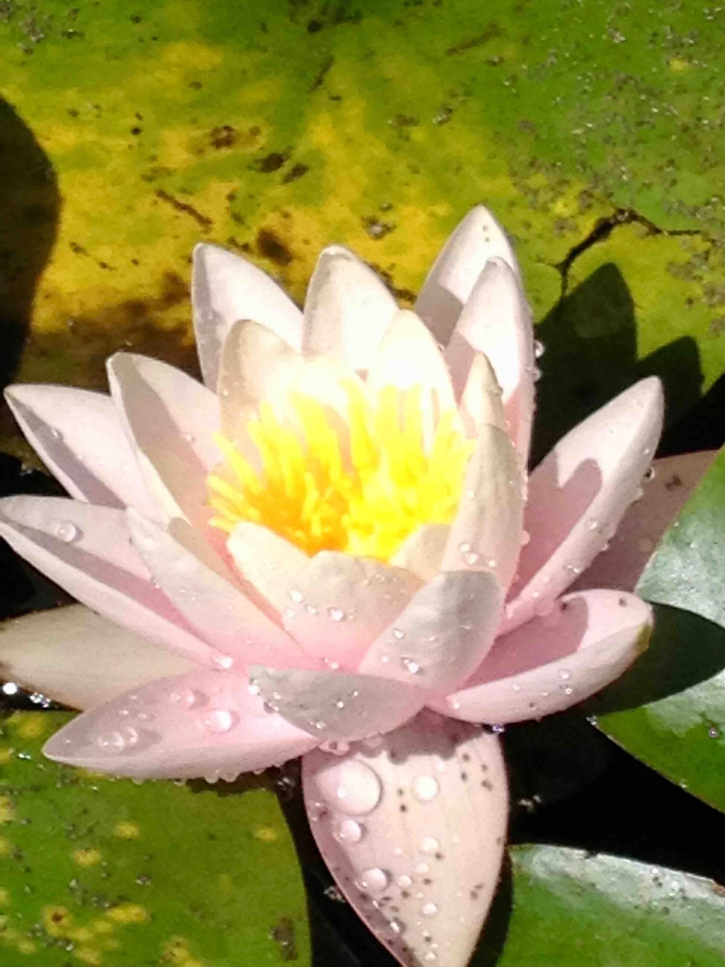 Seerose.jpg