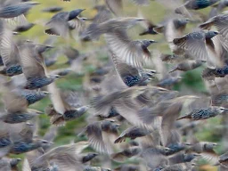 Vögel auf dem Weg Richtung Süden