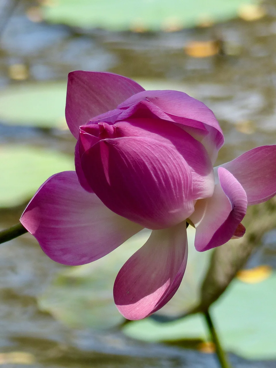 Lotusblüte