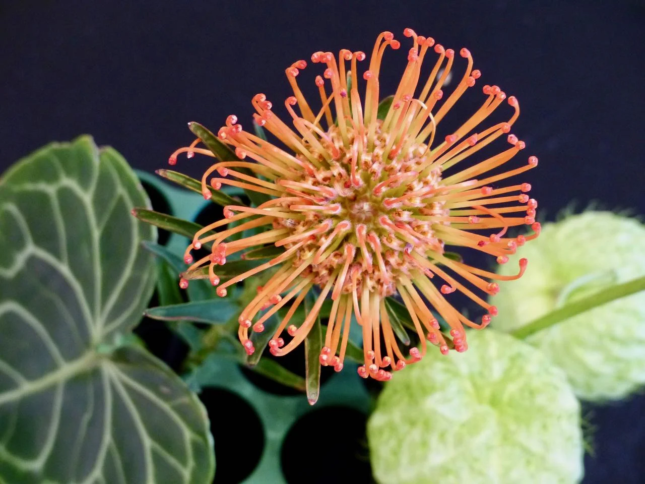 Blume orange