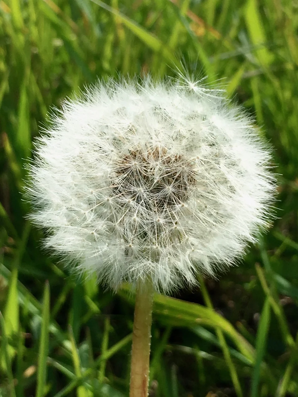Pusteblume