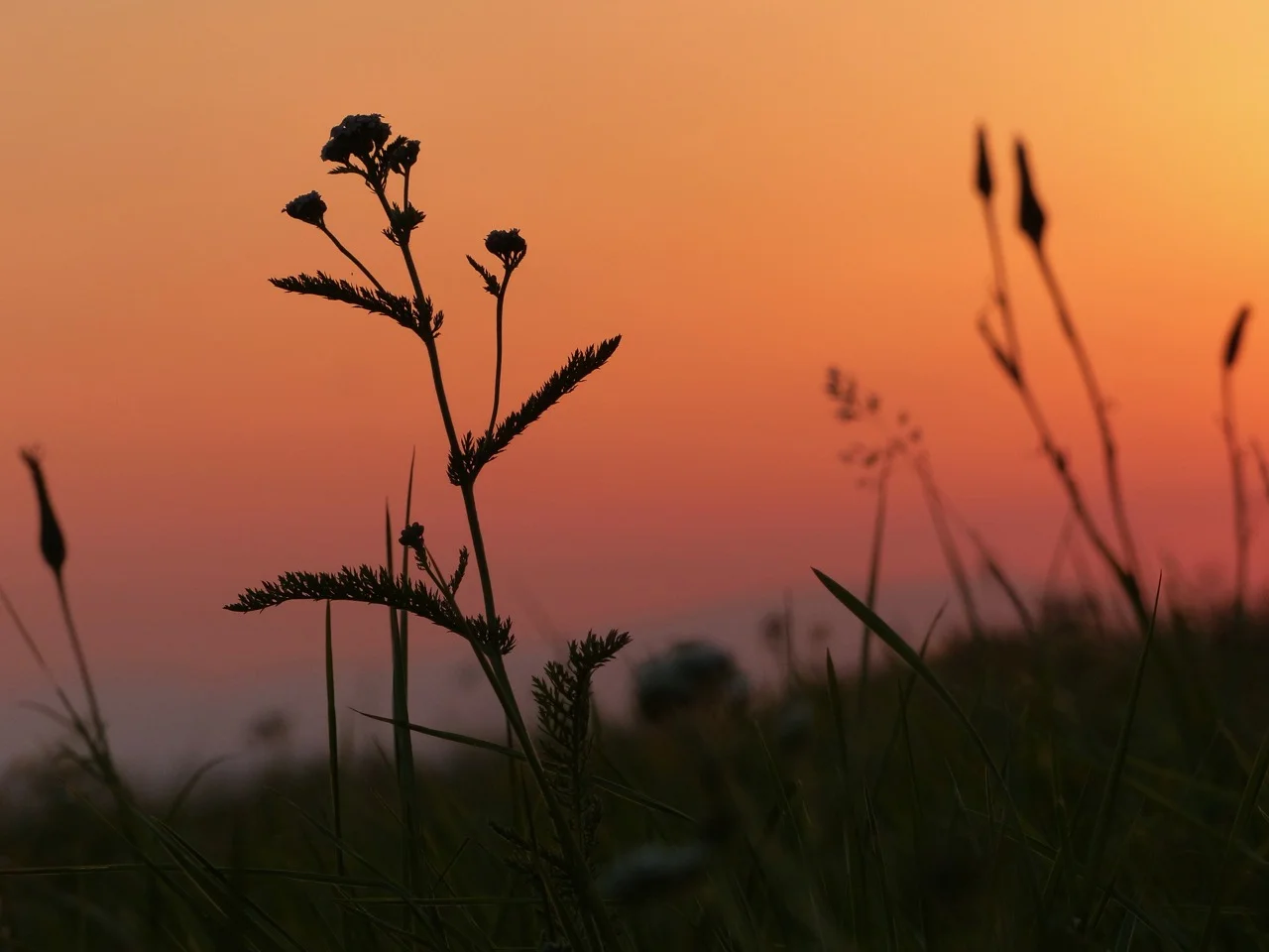 Sonnenuntergang im Juli