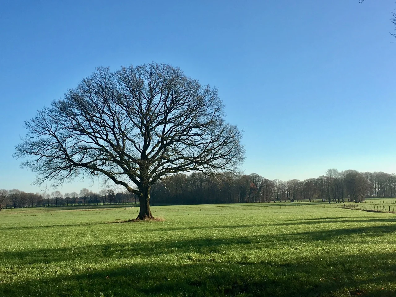Lieblingsbaum im Winter