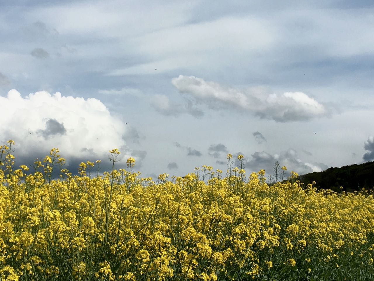 Rapsfeld im Frühling