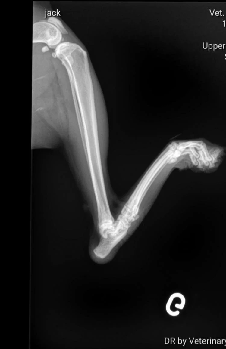 646440826_1392533206237278_5641325363201239838_n (1).jpg