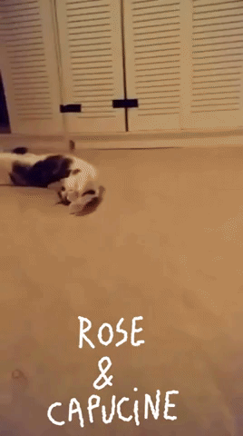 giphy (3).gif