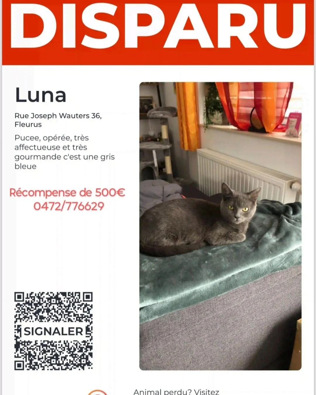 ⚠️ DISPARUE ⚠️ 

Luna n'est plus rentr&eacute;e depuis le jeudi 19 juin apr&egrave;s-midi, elle s'est &eacute;chapp&eacute;e de chez elle 😿 

Elle n'a pas l'habitude d'aller &agrave; l'ext&eacute;rieur donc elle est s&ucirc;rement perdue. 

Les prop