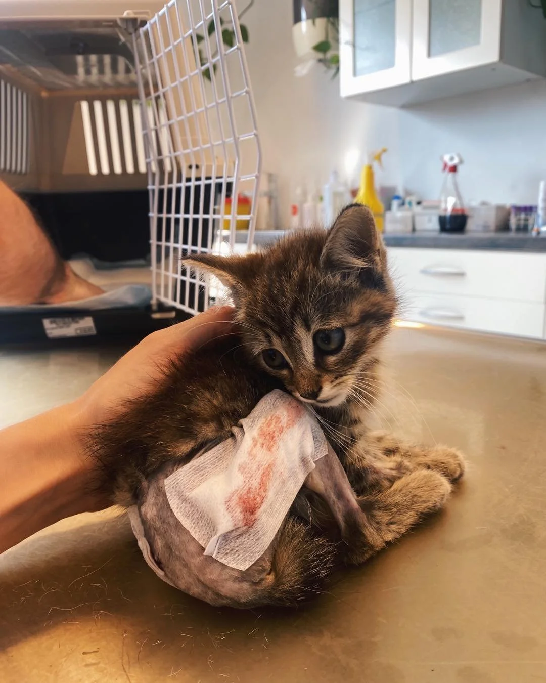 L&rsquo;op&eacute;ration de Mochi s&rsquo;est bien pass&eacute;e! 
Premier soupir de soulagement. 
Il a &eacute;t&eacute; estim&eacute; &agrave; 8semaines. 
600gr le petit. 
Double fracture, des plaques ont &eacute;t&eacute; pos&eacute;es sur ses min