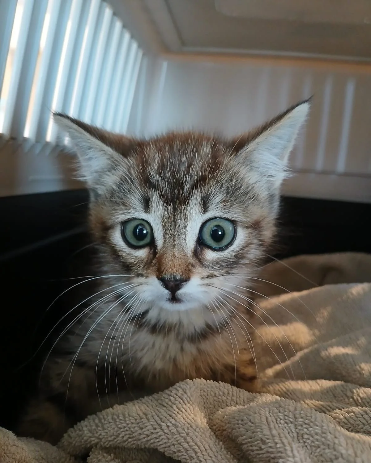 ❤️&zwj;🩹Ce vendredi matin, petit Mochi, 10semaines, se fera op&eacute;rer d&rsquo;une double fracture. 

Un d&eacute;but dans la vie ultra difficile. Et une op&eacute;ration qui s&rsquo;av&egrave;re compliqu&eacute;e. Comme toujours, nous avons choi