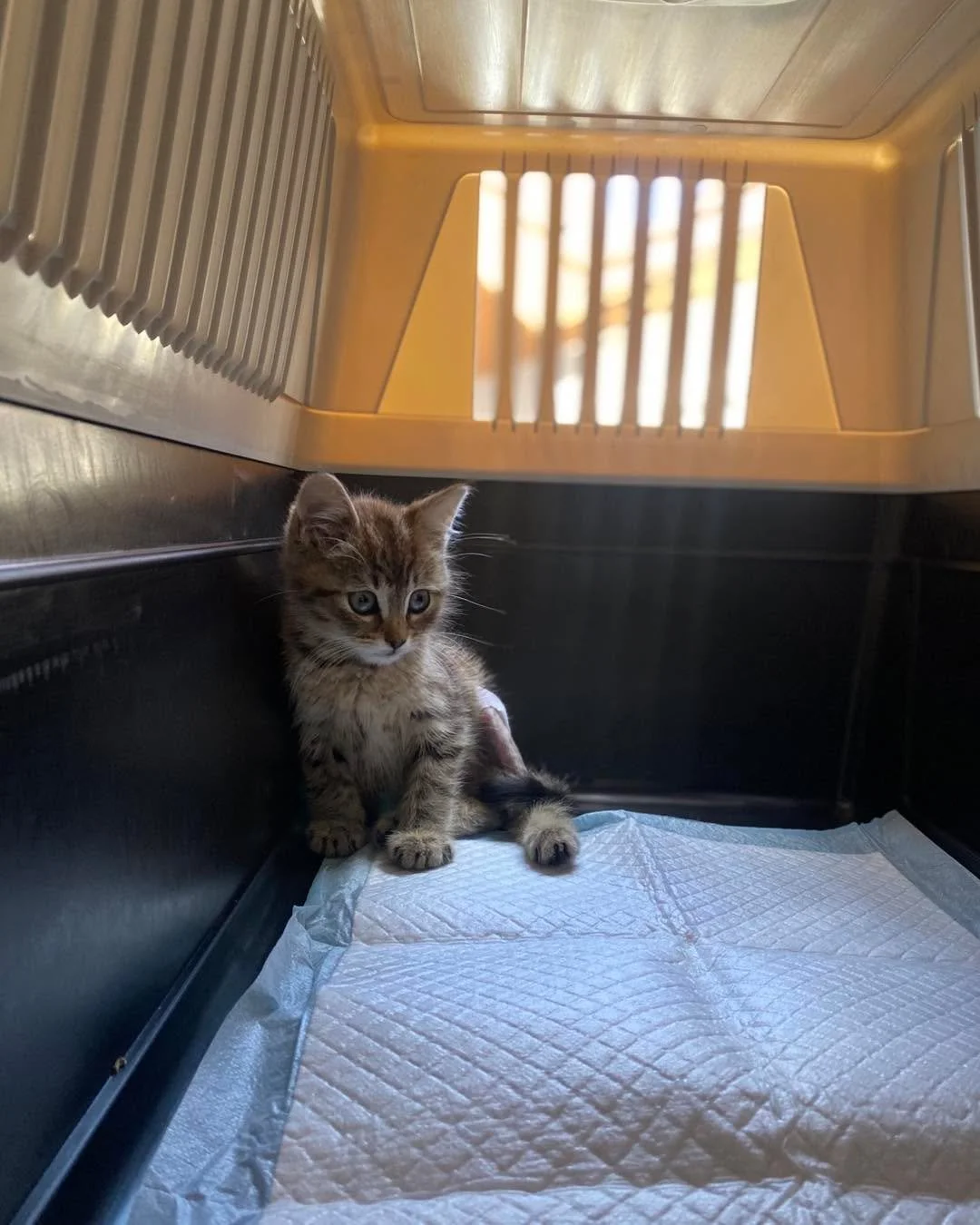 Des nouvelles de Mochi qui se porte bien. ❤️ 

Mochi a rejoint sa famille d&rsquo;accueil et tout se passe bien pour le moment 🙏 il a super bon app&eacute;tit, &agrave; pris du poids et ses cicatrices sont tr&egrave;s propres. 
Il &eacute;volue bien