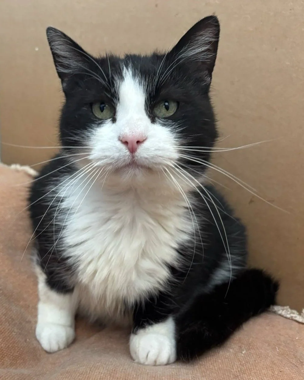 🖤🤍 MEL 🤍🖤

Mel, adorable femelle n&eacute;e le 01/04/2017

Coucou les humains, moi, c'est Mel... Je suis une toute douce et tr&egrave;s gentille chatoune. Je suis de nature tr&egrave;s calme mais appr&eacute;cie fortement les c&acirc;lins... Je s