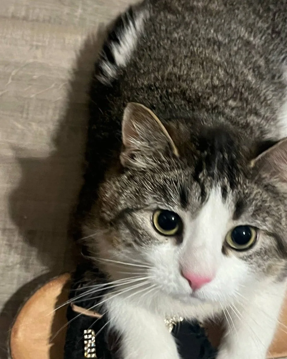 😺 HOPE 😺 

A l'adoption 😍 Hope est un m&acirc;le, n&eacute; le 21/01/2021. Il se trouve en famille d&rsquo;accueil. 

Hope est un beau gros matou d&rsquo;environ 4 ans, qui a &eacute;t&eacute; sorti de maltraitance.
Il a besoin d&rsquo;avoir un en