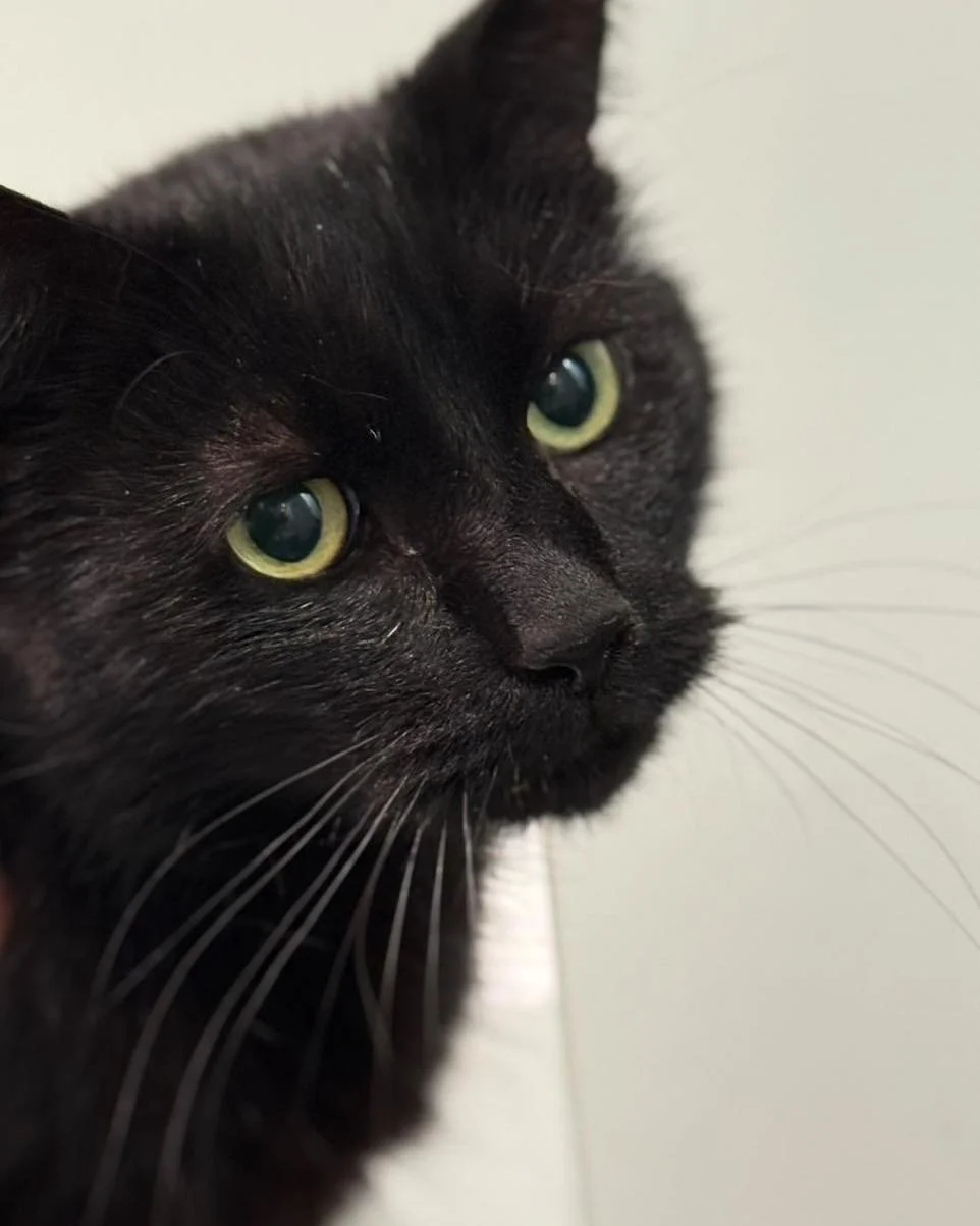 ⚠️Nous cherchons en urgence 1 ou 2 places en famille d&rsquo;accueil pour Lina et Mowgli qui sont hospitalis&eacute;s pour le moment. ⚠️

Tous les deux sont FIV+ et sous traitement pour divers probl&egrave;mes de sant&eacute;. 

👩&zwj;⚕️Nous chercho