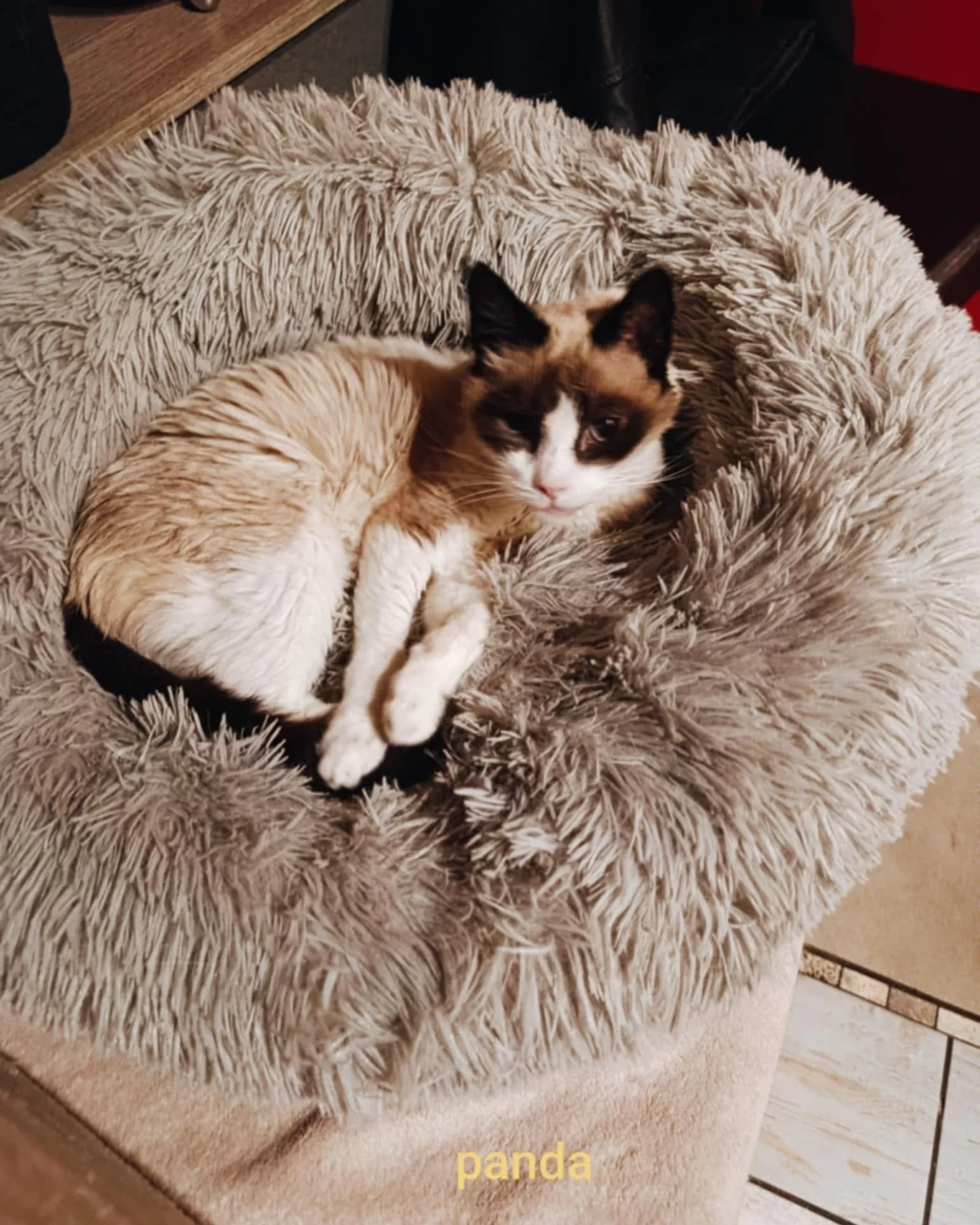 ⚡Panda⚡ 

M&acirc;le n&eacute; le 30/01/2012 

Adoption &ldquo;Sauvetage&rdquo; 

Panda est un vieux p&eacute;p&egrave;re qui esp&egrave;re trouver un panier de retraite rempli d'amour et de c&acirc;lins 😍 sans oublier un peu de calme au vu de son g