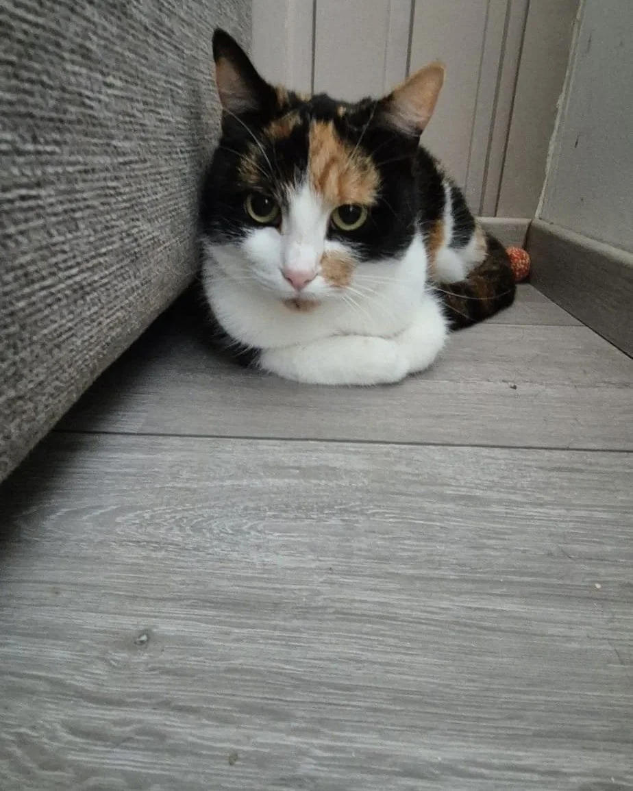 🧡 C&acirc;line &agrave; l'adoption 🧡

Cette douce femelle n&eacute;e le 01/01/2020 a &eacute;t&eacute; recueillie apr&egrave;s avoir perdu son ma&icirc;tre et s&rsquo;&ecirc;tre retrouv&eacute;e dehors. Aujourd&rsquo;hui, elle cherche une famille a